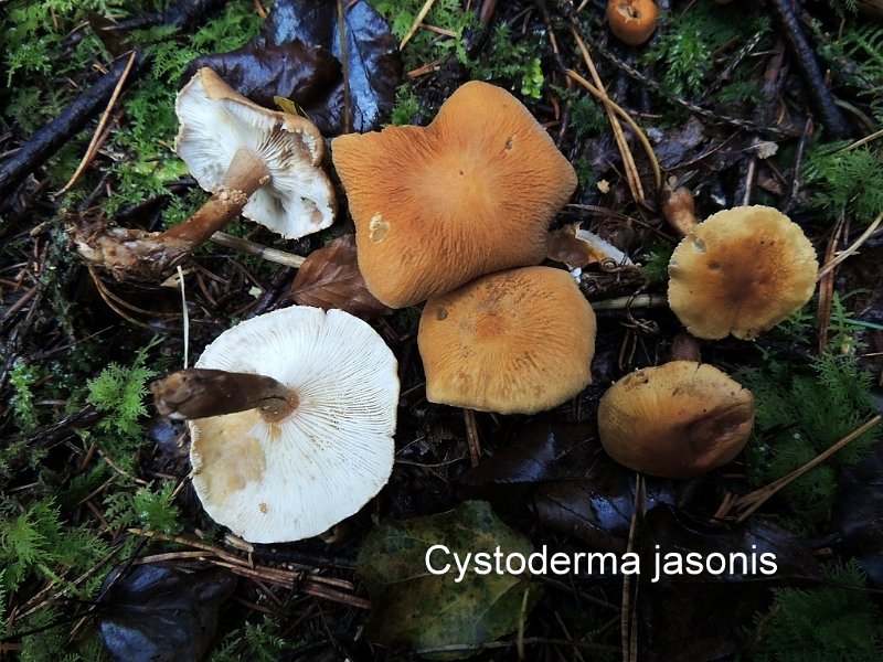 Cystoderma jasonis-amf741.jpg - Cystoderma jasonis ; Syn1: Lepiota amianthina var.longispora ; Syn2: Armillaria jasonis ; Nom français: Cystoderme à spores allongées